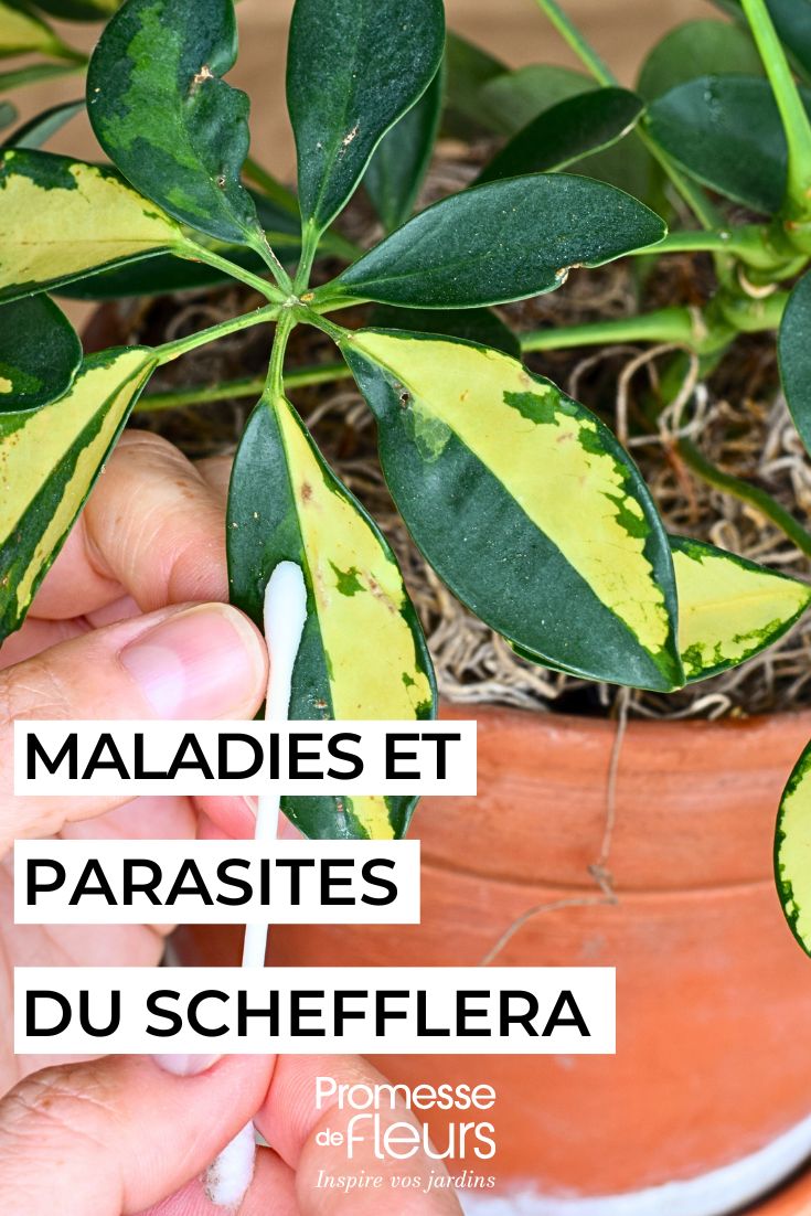 Diseases and Pests of Schefflera parasitic diseases of Schefflera