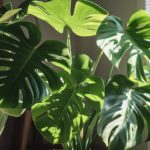 Monstera: Care through the seasons