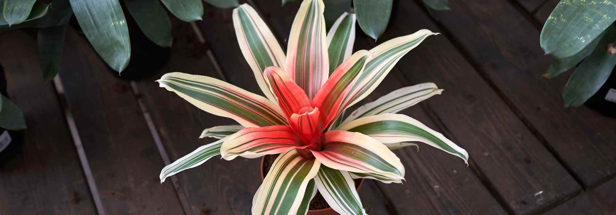 Neoregelia: care through the seasons
