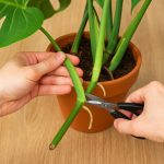 How to propagate Monstera?