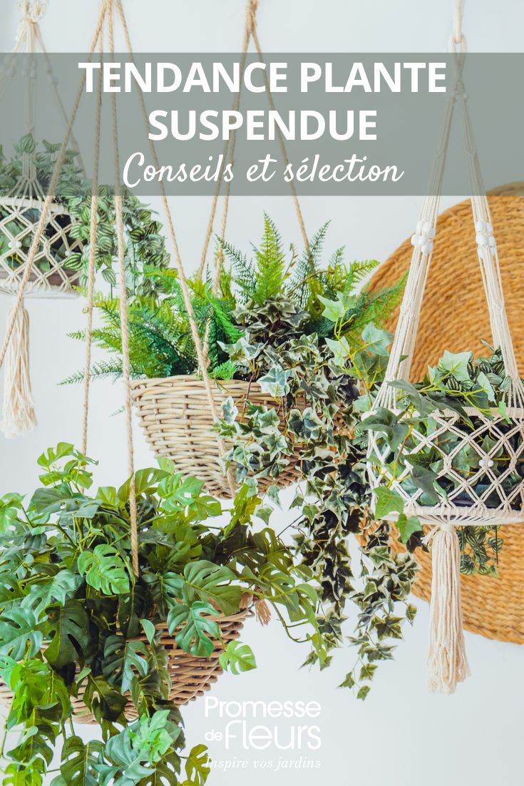 hanging plants