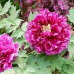 Combining shrub peonies in a border