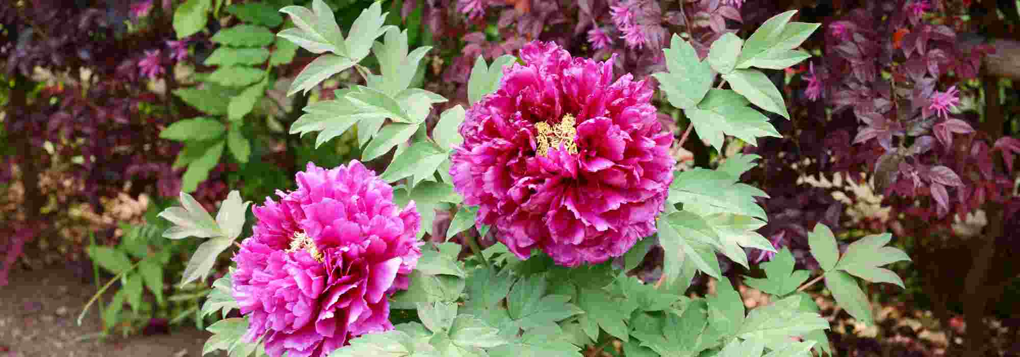 Combining shrub peonies in a border