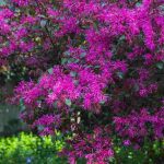 How to pair Loropetalum?
