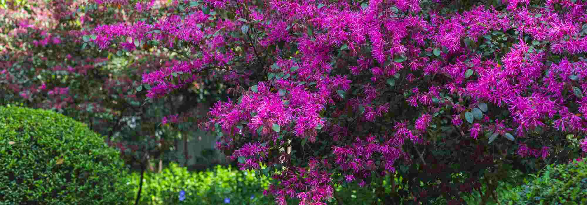 How to pair Loropetalum?
