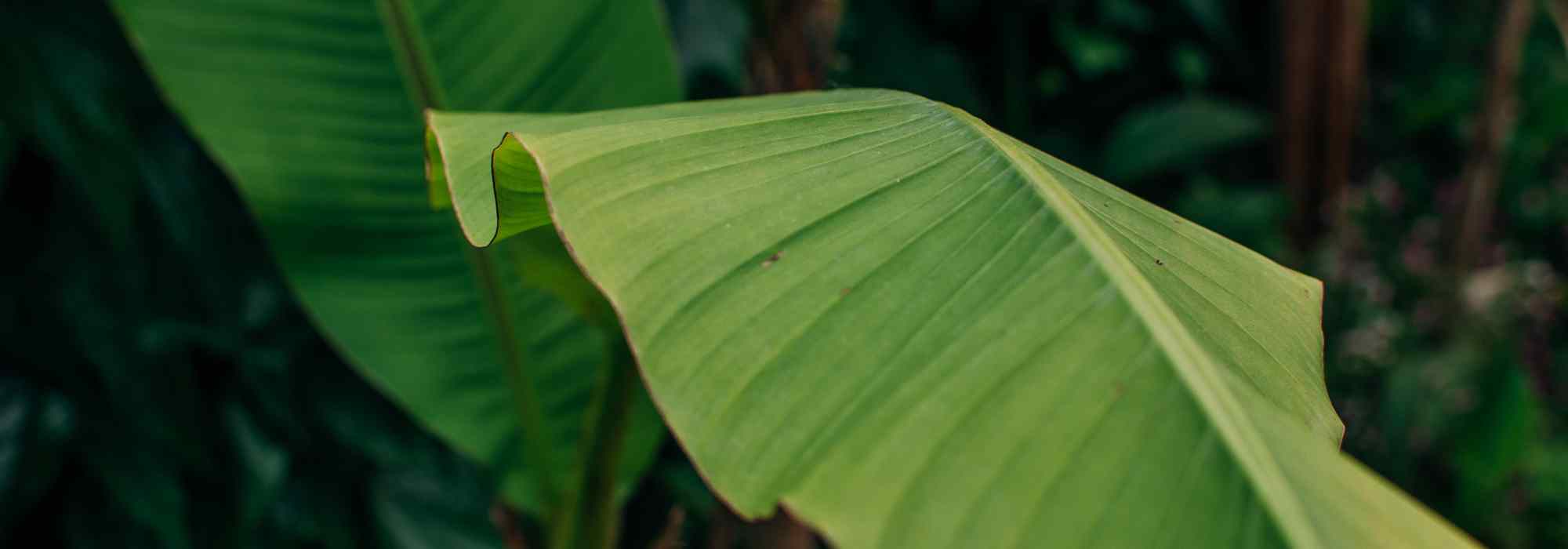 A banana plant in a small garden? Our tips for making it work
