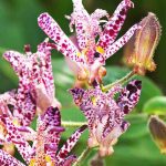 Spotted-flowering plants