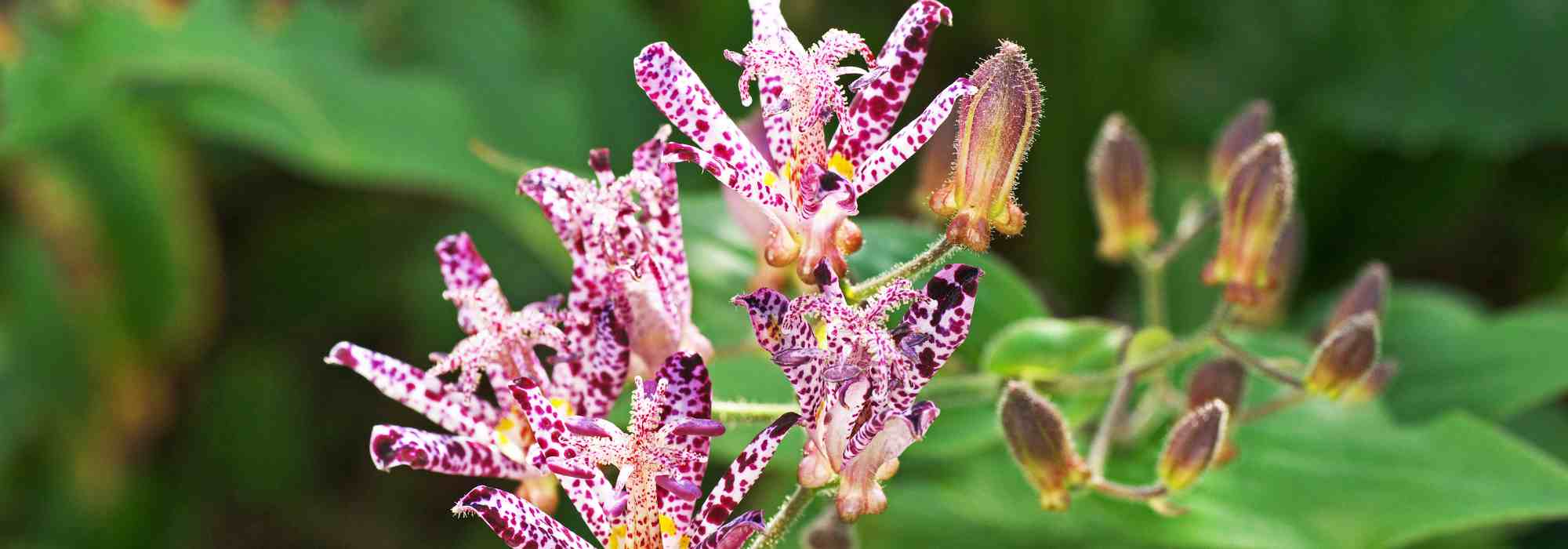 Spotted-flowering plants