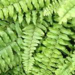 Boston fern (Nephrolepis): its care throughout the seasons