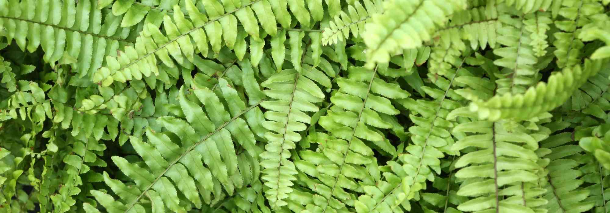 Boston fern (Nephrolepis): its care throughout the seasons