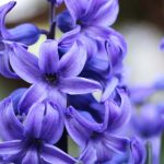 Fragrant hyacinth varieties to discover