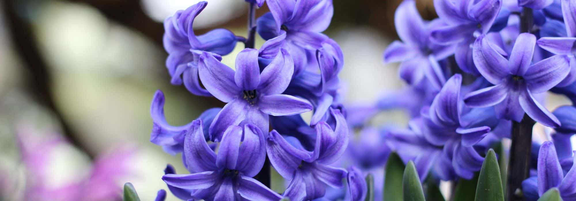Fragrant hyacinth varieties to discover
