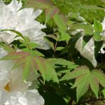 Parasitic diseases and pests of tree peonies