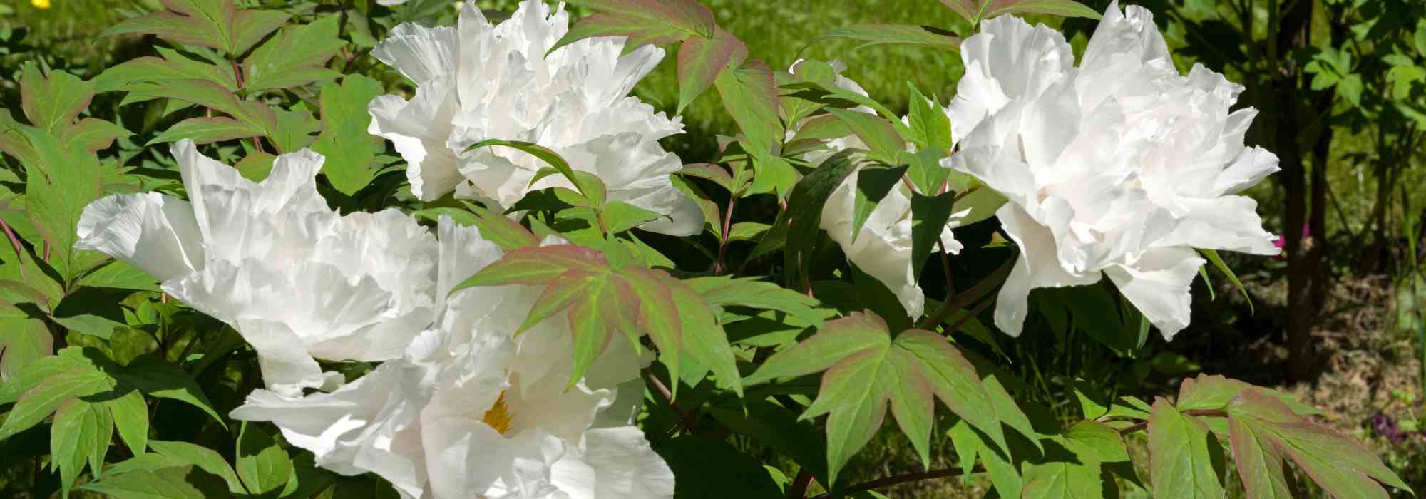 Parasitic diseases and pests of tree peonies