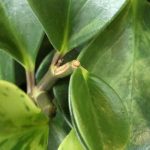 Peperomia diseases and parasitic pests