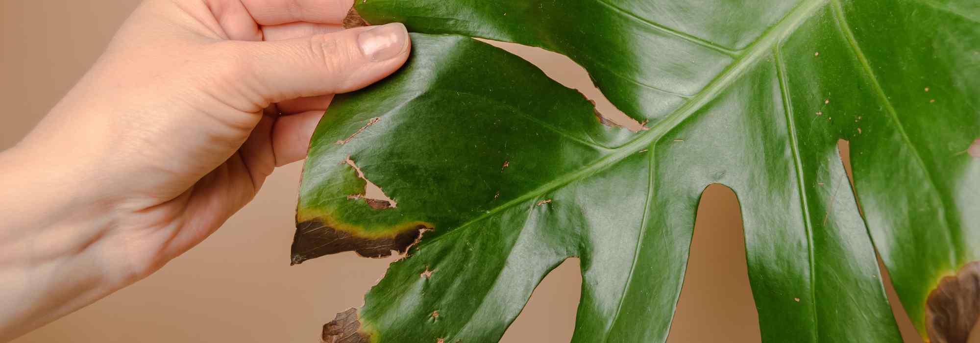 Diseases and pests of Monstera