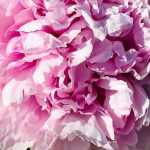 My shrub peony is not flowering. Why?