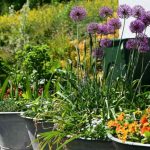 How to plant alliums in pots or planters?