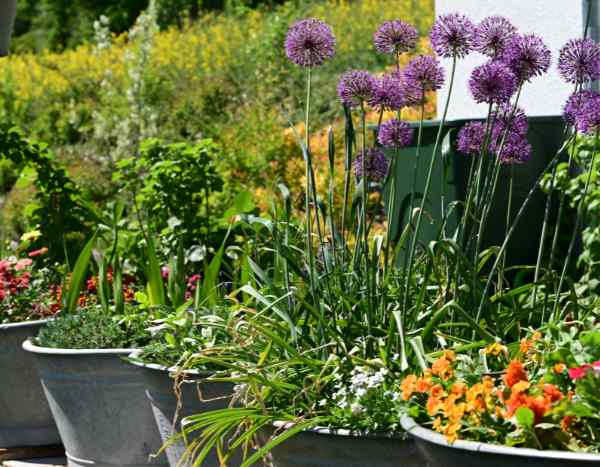 How to plant alliums in pots or planters?
