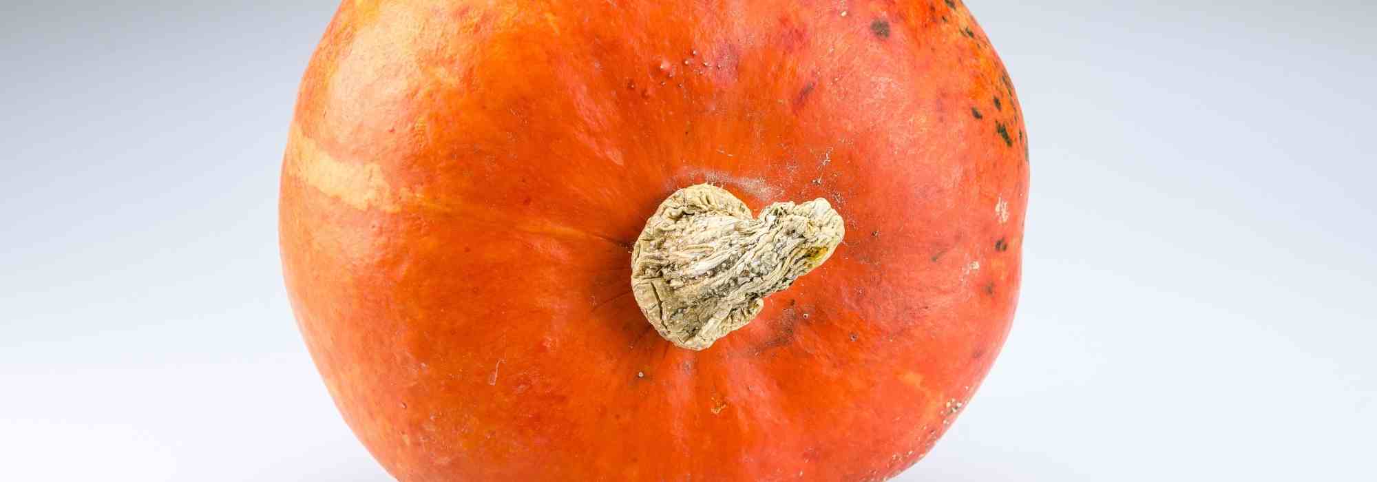 Growing red kury squash: our tips