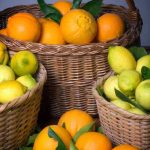 How to harvest and store citrus fruits?