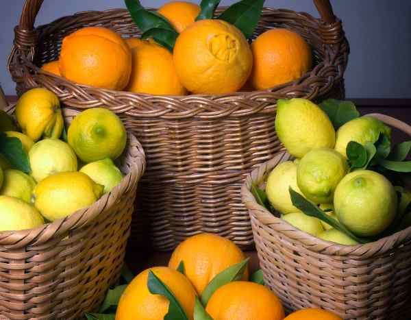 How to harvest and store citrus fruits?