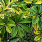 Schefflera: seasonal care