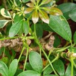 Diseases and pests of Schefflera