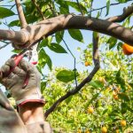 Pruning the orange tree: when and how?