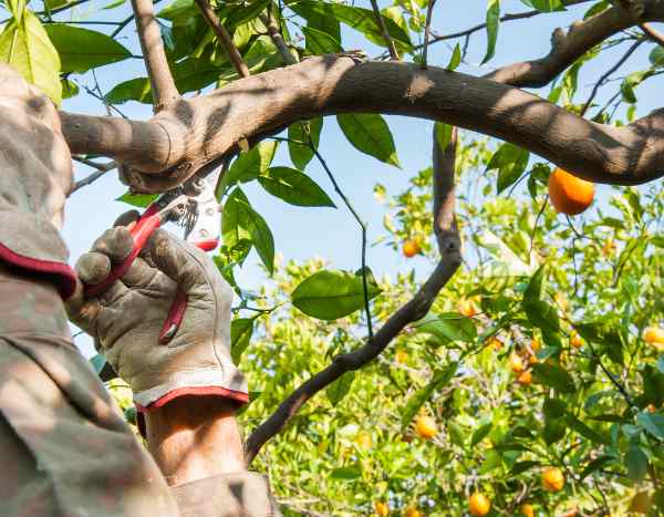 Pruning the orange tree: when and how?