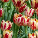How to choose bi-coloured tulips for spectacular flowering in spring?