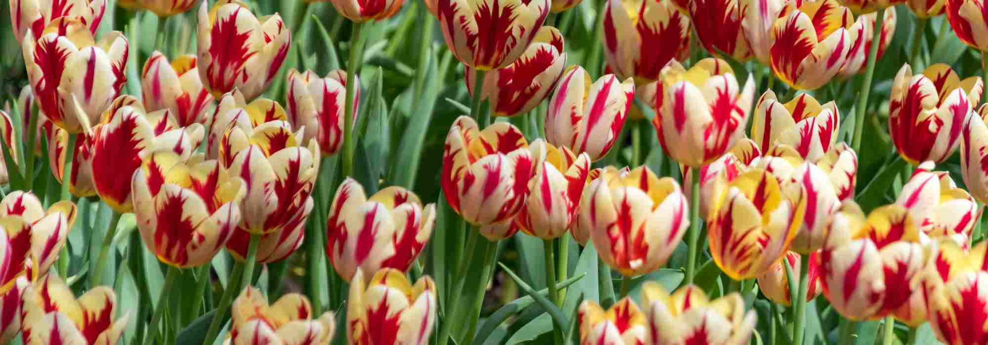 How to choose bi-coloured tulips for spectacular flowering in spring?