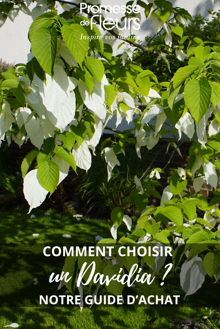 Davidia foliage