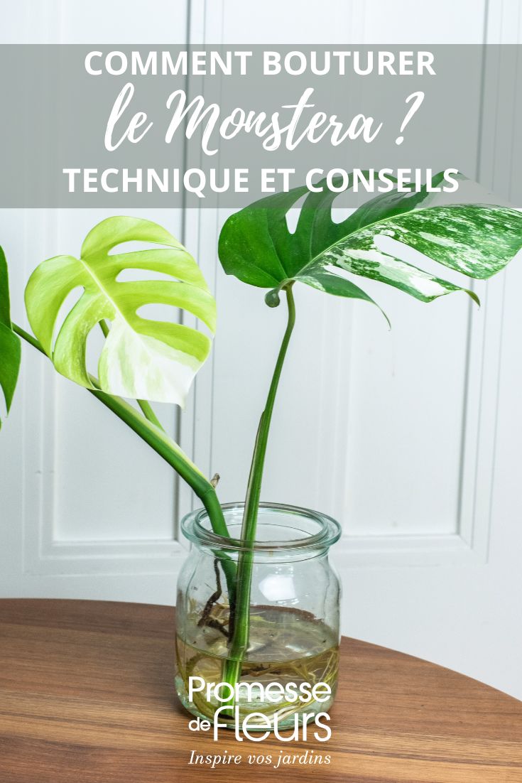 Monstera cuttings