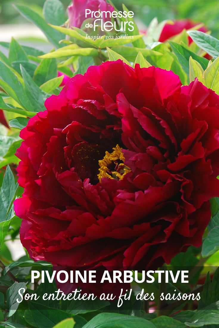 How to care for a tree peony throughout the seasons Tree Peony The Best Inkstone (Mo Run Jue Lun)