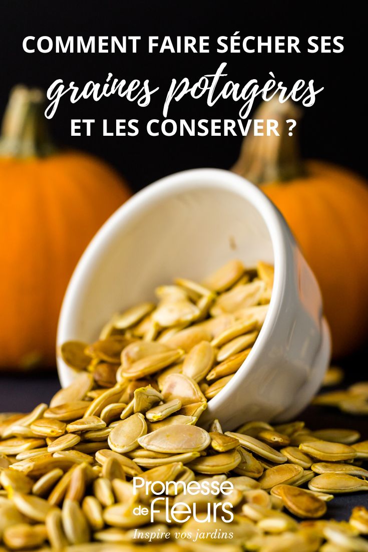 pumpkin seed