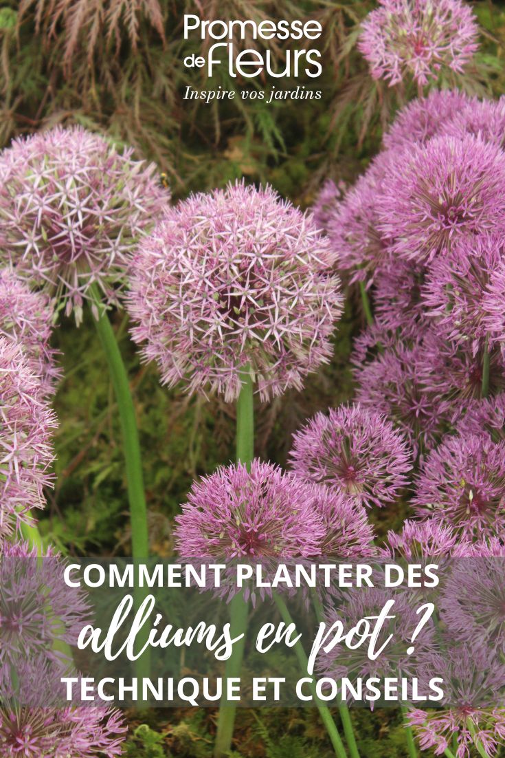 pink allium