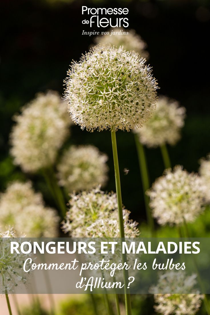 allium bulb flowers