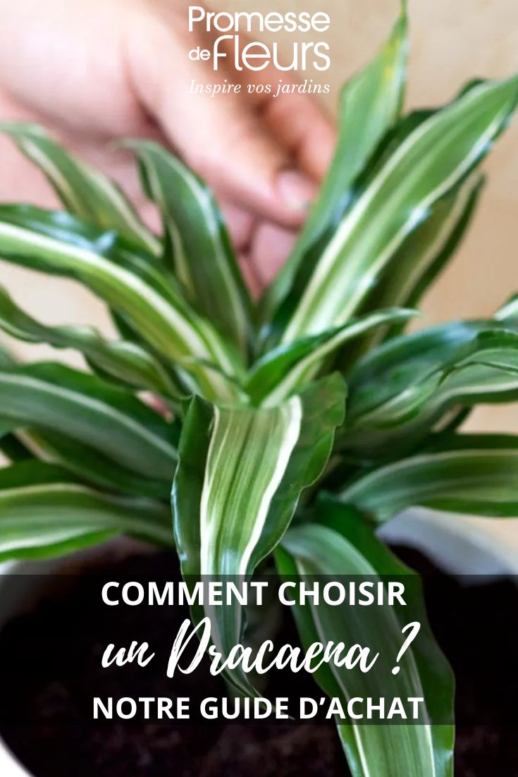Dracaena Kanzi