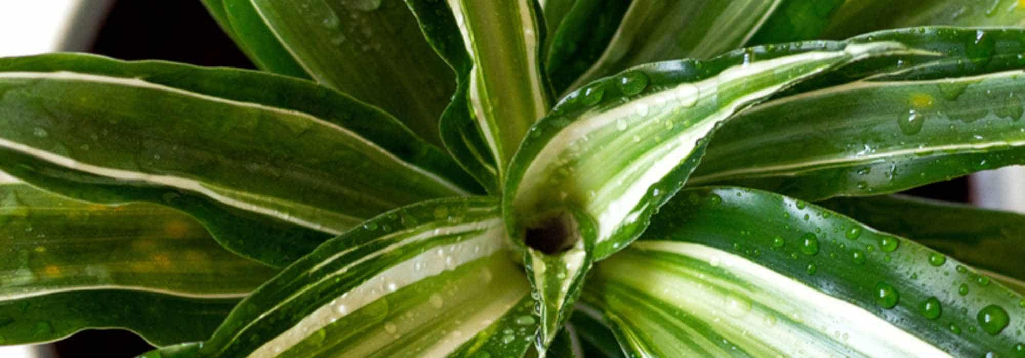 How to choose a dracaena for your home?