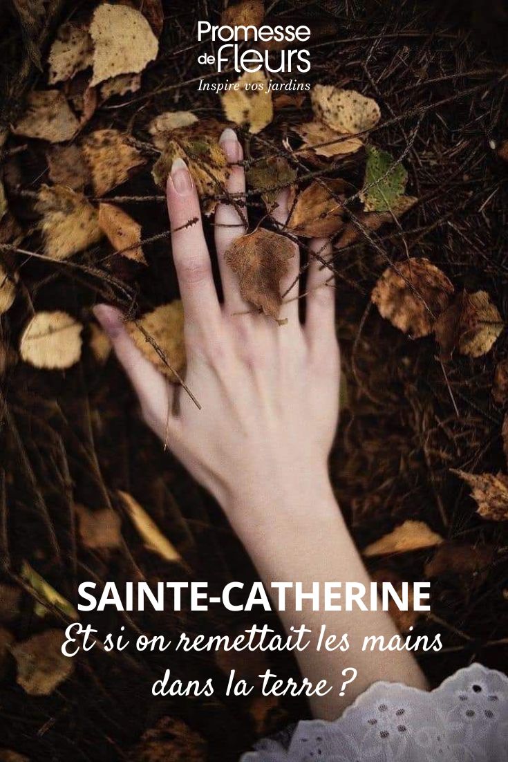 And what if we got our hands back in the soil on Saint Catherine's Day? Gardening on Saint Catherine's Day