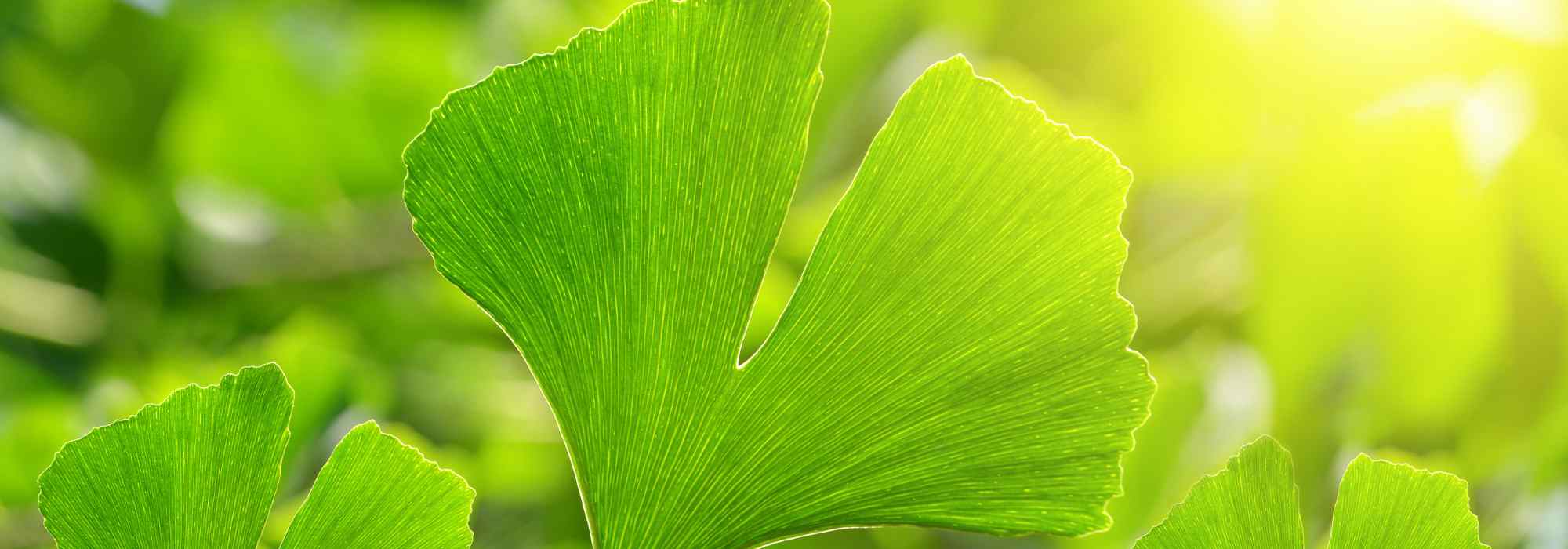 Ginkgo biloba: why does this tree fascinate so many gardeners?