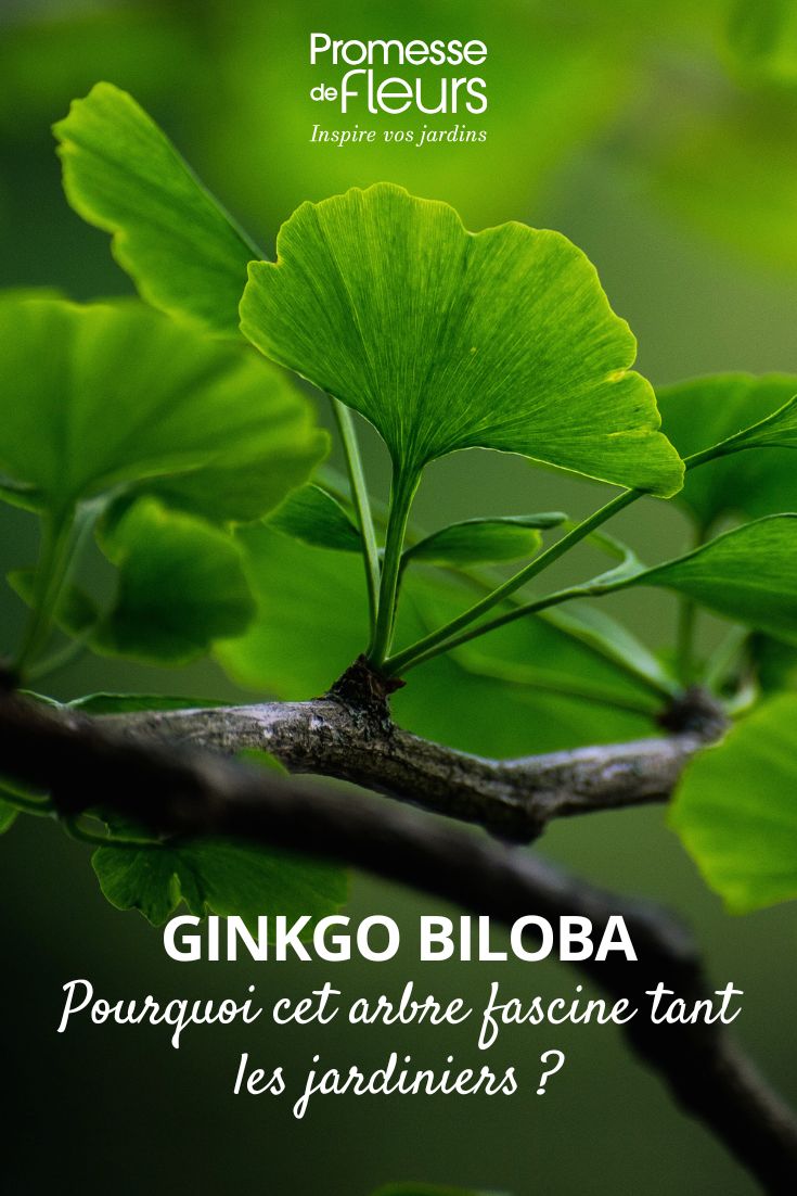 Ginkgo biloba: why does this tree fascinate gardeners so much? ginkgo leaf