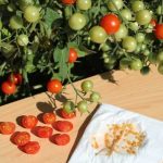 How to dry and store vegetable seeds properly?