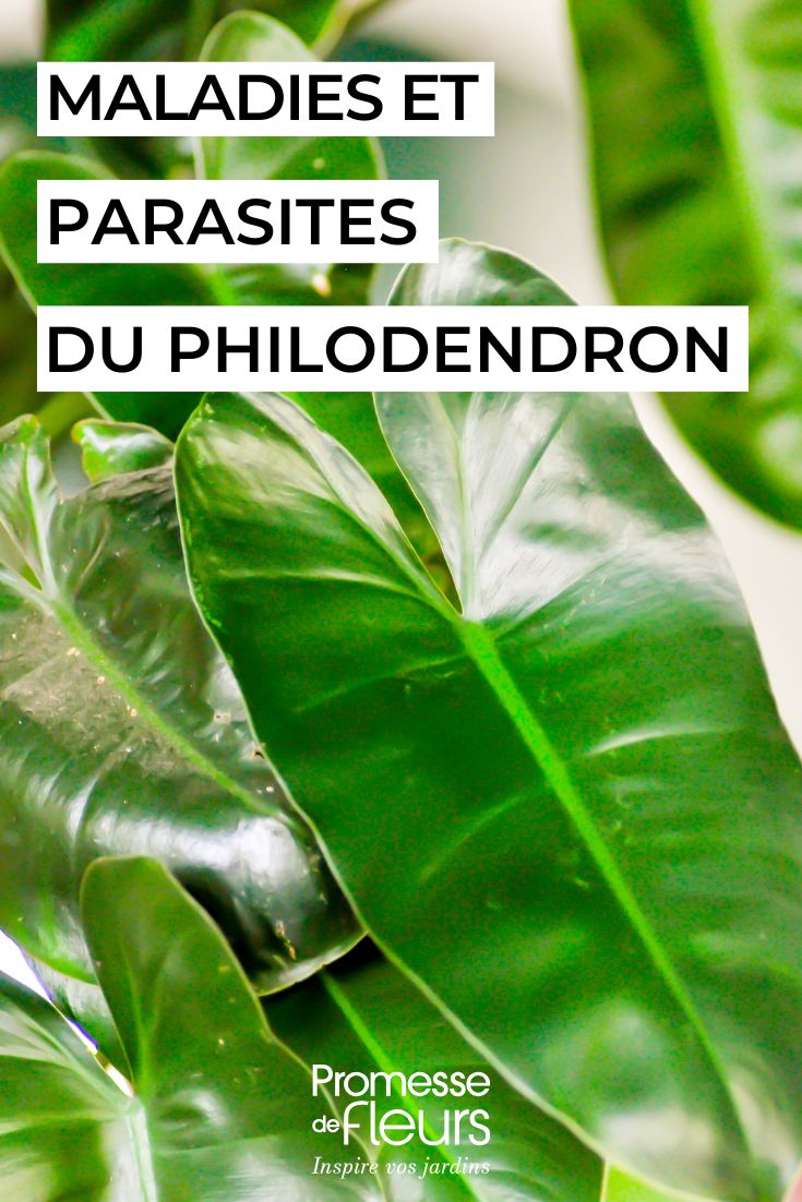 leaves of PHILODENDRON