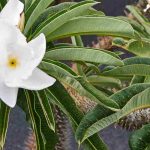 Madagascar palm: to grow and care for