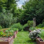 Living soil and yield: how can agroforestry revolutionise our vegetable gardens?