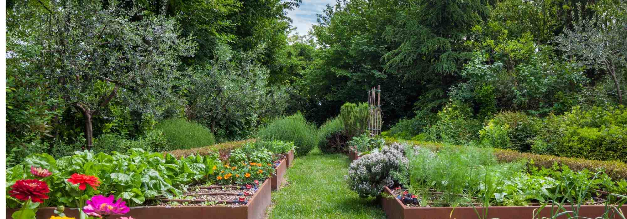 Living soil and yield: how can agroforestry revolutionise our vegetable gardens?