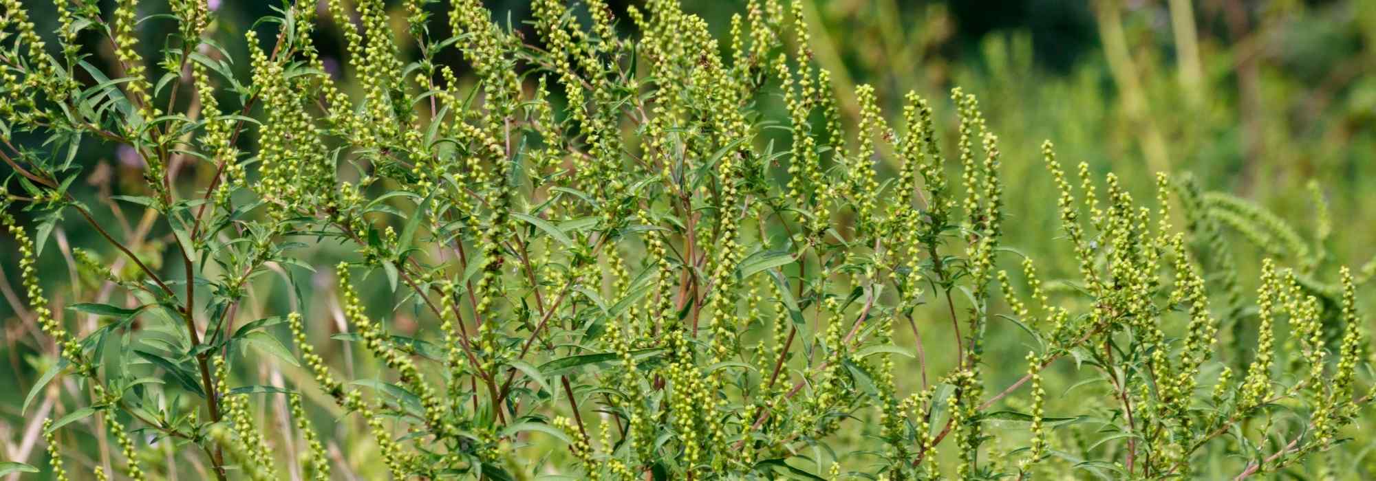 Ragweed: how to control it naturally in the garden?