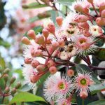 The most beautiful autumn-flowering trees to brighten up the garden